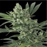 MED GOM 1.0 AUTO · Grass O Matic Seeds · cannabis samen · Auto Fem