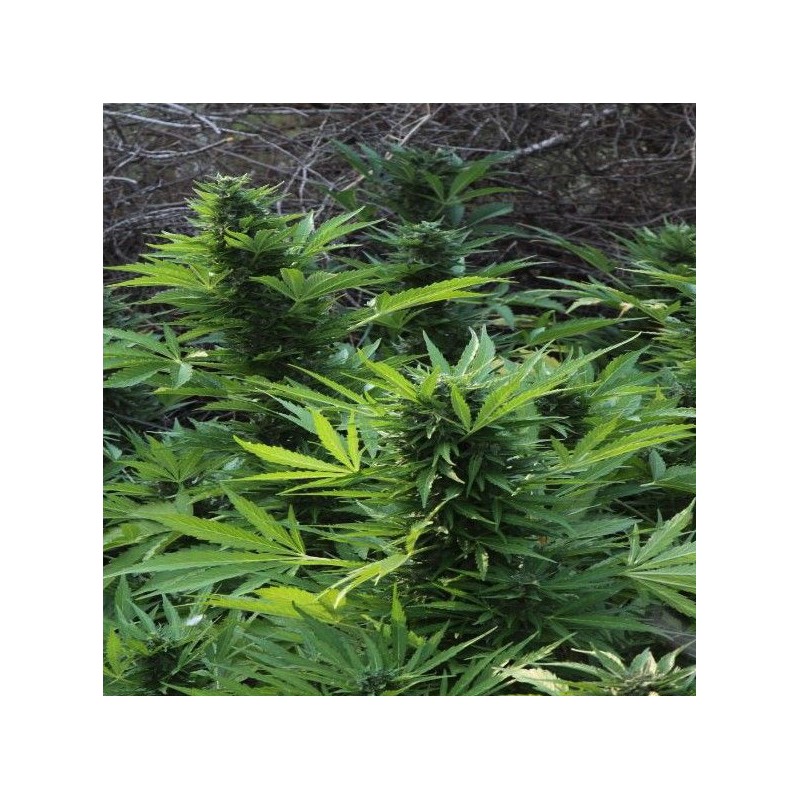 MIX GOM · Grass O Matic Seeds · sementes de maconha · Auto Fem