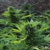 MIX GOM · Grass O Matic Seeds · sementes de maconha · Auto Fem