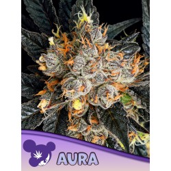 AURA · Anesia Seeds · sementes de maconha · Fem
