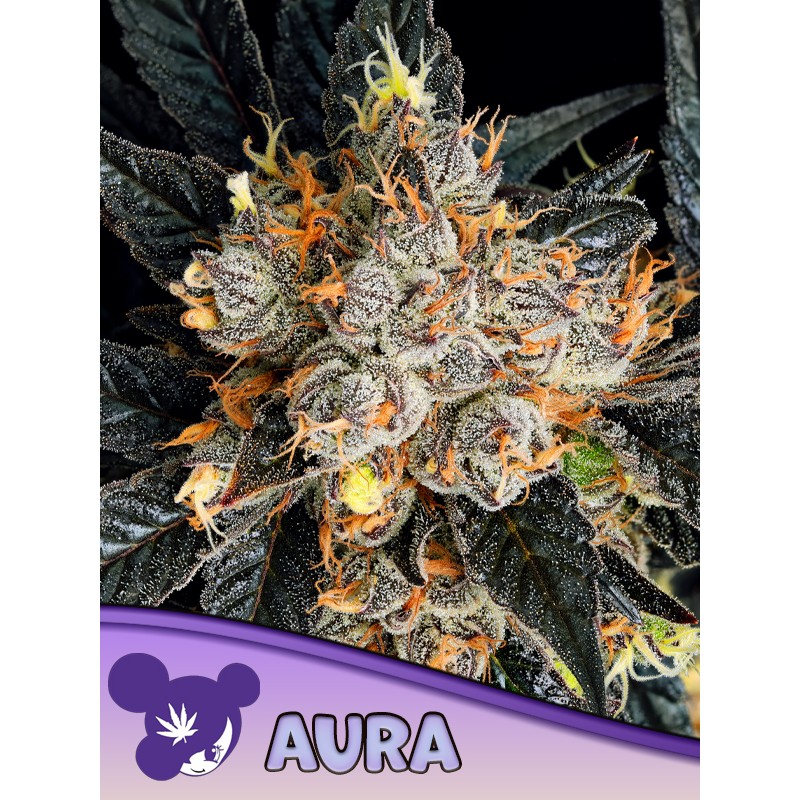 AURA · Anesia Seeds · cannabis samen · Fem