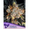 AURA · Anesia Seeds · graines de cannabis  · Fem