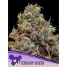 CHAOS CAKE · Anesia Seeds · graines de cannabis  · Fem