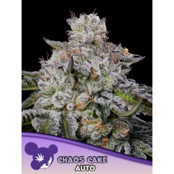 CHAOS CAKE AUTO · Anesia Seeds · sementes de maconha · Auto Fem