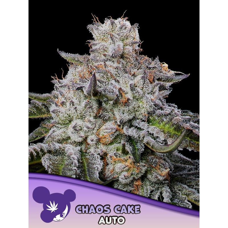 CHAOS CAKE AUTO · Anesia Seeds · cannabis seeds · Auto Fem