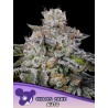 CHAOS CAKE AUTO · Anesia Seeds · cannabis samen · Auto Fem