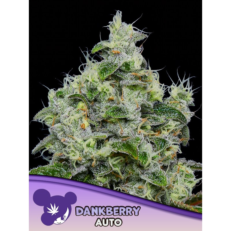 DANKBERRY AUTO· Anesia Seeds · graines de cannabis  · Auto Fem