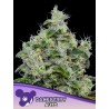 DANKBERRY AUTO · Anesia Seeds · sementes de maconha · Auto Fem
