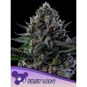FIRST LADY · Anesia Seeds · cannabis samen · Fem