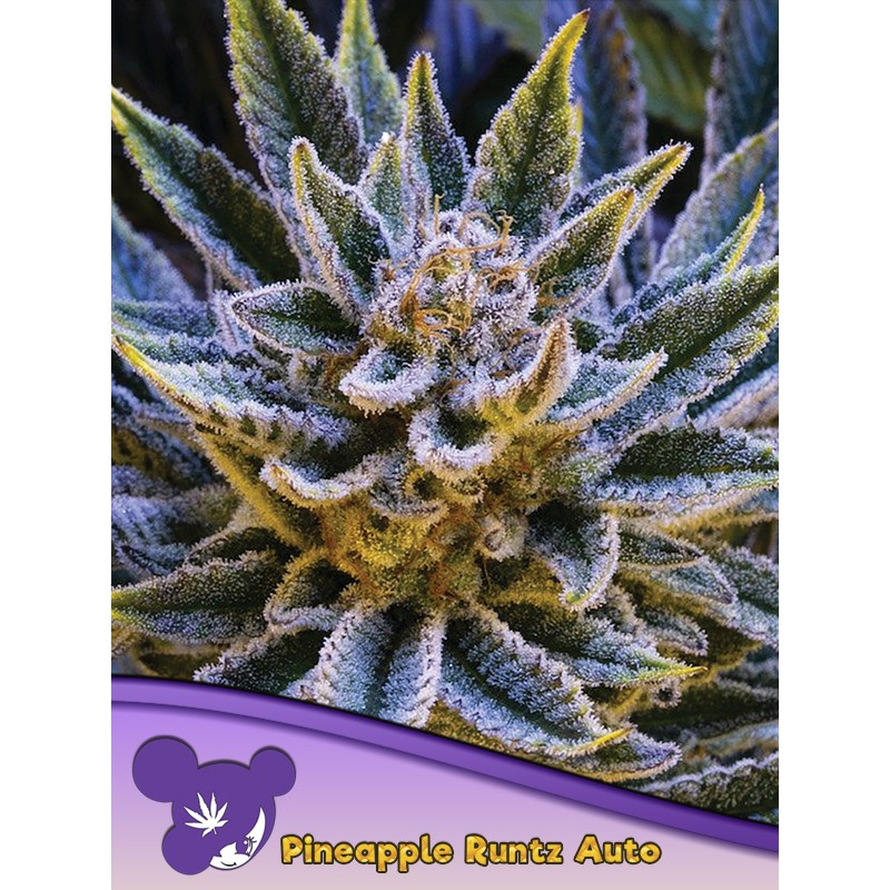 PINEAPPLE RUNTZ AUTO · Anesia Seeds · sementes de maconha · Auto Fem