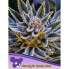 PINEAPPLE RUNTZ AUTO · Anesia Seeds · cannabis seeds · Auto Fem