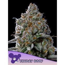 FRYDAY BOOF · Anesia Seeds · sementes de maconha · Fem