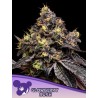 GLOWBERRY RUSH · Anesia Seeds · cannabis samen · Fem