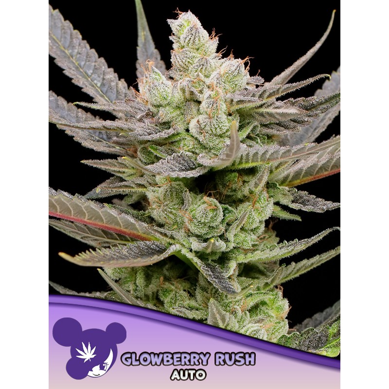 GLOWBERRY RUSH AUTO· Anesia Seeds · graines de cannabis  · Auto Fem