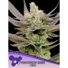 GLOWBERRY RUSH AUTO · Anesia Seeds · cannabis samen · Auto Fem