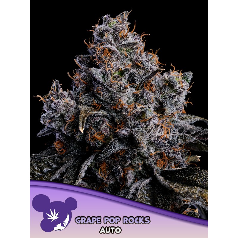 GRAPE POP ROCKS AUTO · Anesia Seeds · kenevir tohum · AutoFem