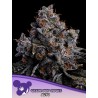 GRAPE POP ROCKS AUTO · Anesia Seeds · graines de cannabis  · Auto Fem