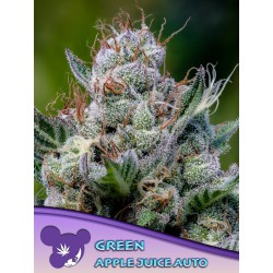 GREEN APPLE JUICE AUTO · Anesia Seeds · kenevir tohum · AutoFem
