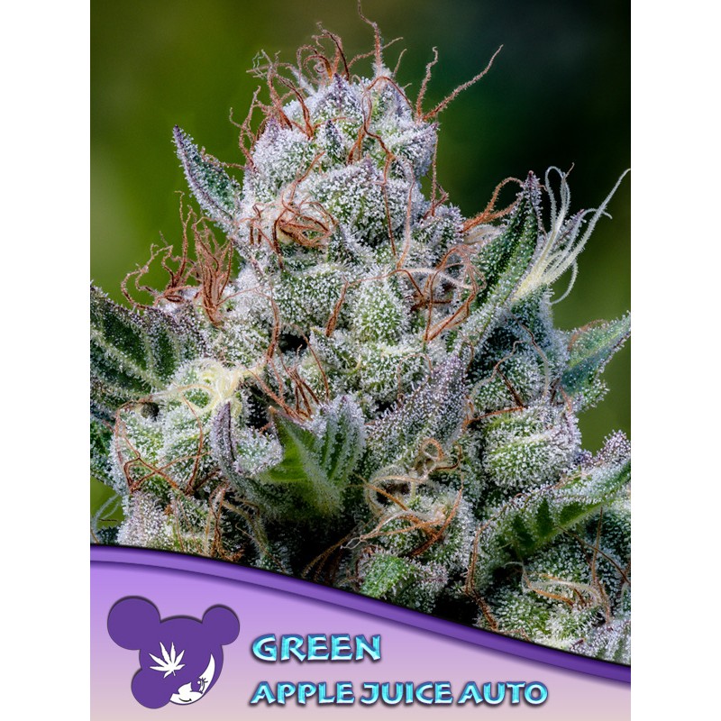 GREEN APPLE JUICE AUTO · Anesia Seeds · cannabis samen · Auto Fem