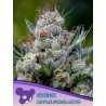 GREEN APPLE JUICE AUTO · Anesia Seeds · graines de cannabis  · Auto Fem
