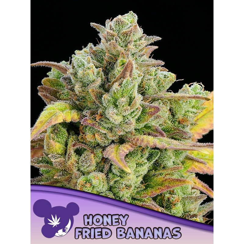 HONEY FRIED BANANAS · Anesia Seeds · sementes de maconha · Fem