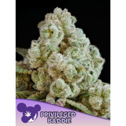 PRIVILEGED BADDIE · Anesia Seeds · cannabis samen · Fem