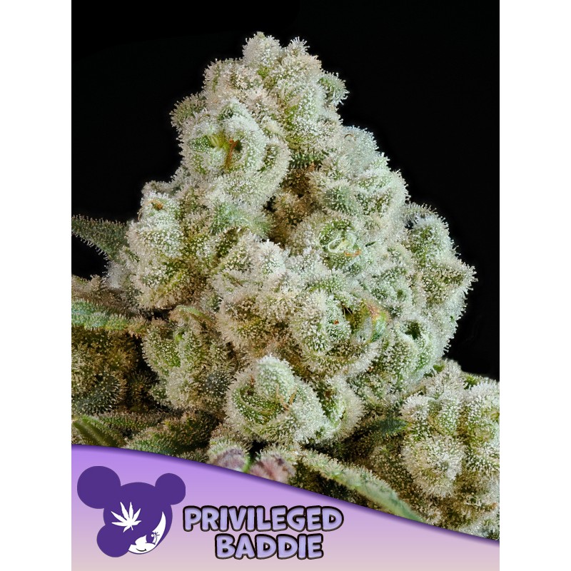 PRIVILEGED BADDIE · Anesia Seeds · graines de cannabis  · Fem