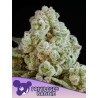 PRIVILEGED BADDIE · Anesia Seeds · sementes de maconha · Fem