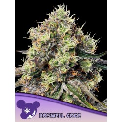 ROSWELL CODE · Anesia Seeds · cannabis seeds · Fem