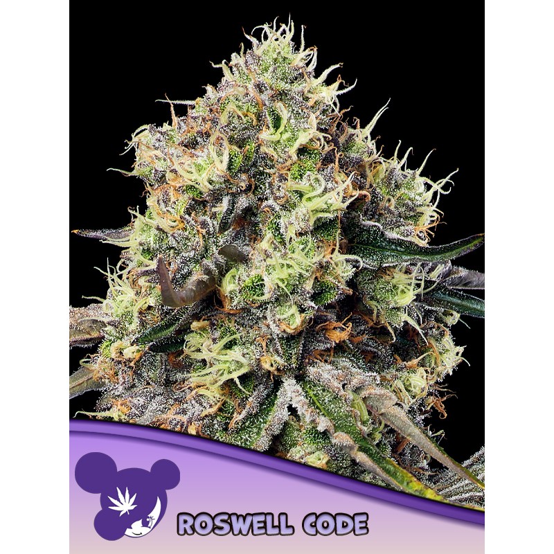 ROSWELL CODE · Anesia Seeds · cannabis seeds · Fem