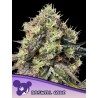 ROSWELL CODE · Anesia Seeds · cannabis samen · Fem