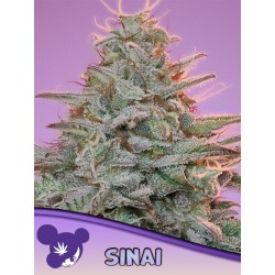 SINAI LANDRACE · Anesia Seeds · cannabis seeds · Fem