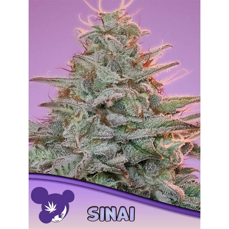 SINAI LANDRACE · Anesia Seeds · graines de cannabis  · Fem