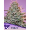 SINAI LANDRACE · Anesia Seeds · cannabis samen · Fem