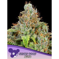 STICKY BOOF AUTO · Anesia Seeds · cannabis samen · Auto Fem