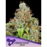 STICKY BOOF AUTO · Anesia Seeds · kenevir tohum · AutoFem