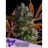 STRAWBERRY POP ROCKS · Anesia Seeds · cannabis samen · Fem