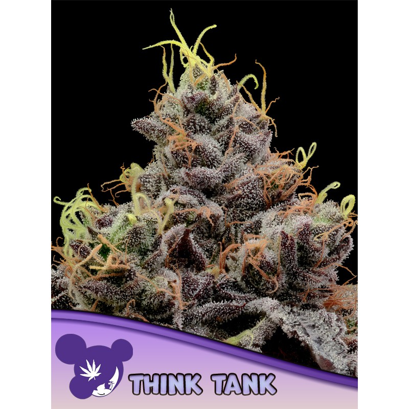 THINK TANK · Anesia Seeds · sementes de maconha · Fem