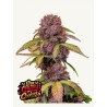 LEMON CHERRY COOKIES AUTO · FastBuds Seeds · kaufen cannabis samen · AutoFem