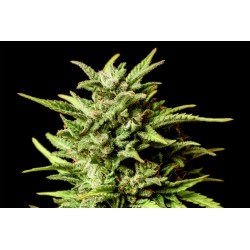 AFRODITE · Kannabia Seed Company · cannabis seeds · Fem