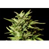 AFRODITE · Kannabia Seed Company · graines de cannabis · Fem