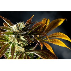 AMNESI-K HAZE · Kannabia Seed Company · cannabis samen · Fem