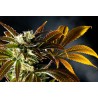 AMNESI-K HAZE · Kannabia Seed Company · sementes de maconha · Fem