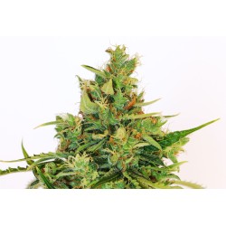 AMNESI-K LEMON · Kannabia Seed Company · cannabis samen · Fem