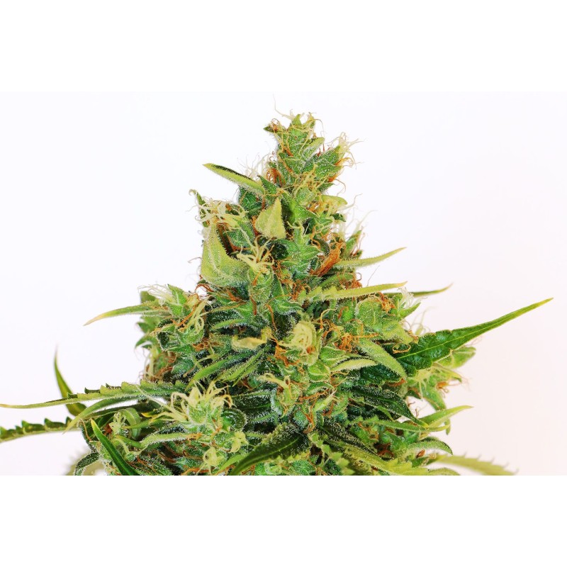 AMNESI-K LEMON · Kannabia Seed Company · graines de cannabis · Fem