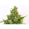 AMNESI-K LEMON · Kannabia Seed Company · kenevir tohum · Disi · Fem