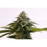 AMNESIA DREAM XL AUTO · Kannabia Seed Company · graines de cannabis · AutoFem