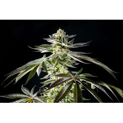 APPLE & BANANAS · Kannabia Seed Company · sementes de maconha · Fem