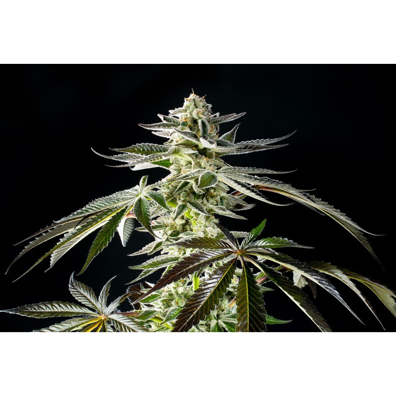 APPLE & BANANAS · Kannabia Seed Company · graines de cannabis · Fem