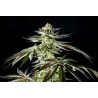 APPLE & BANANAS · Kannabia Seed Company · cannabis seeds · Fem